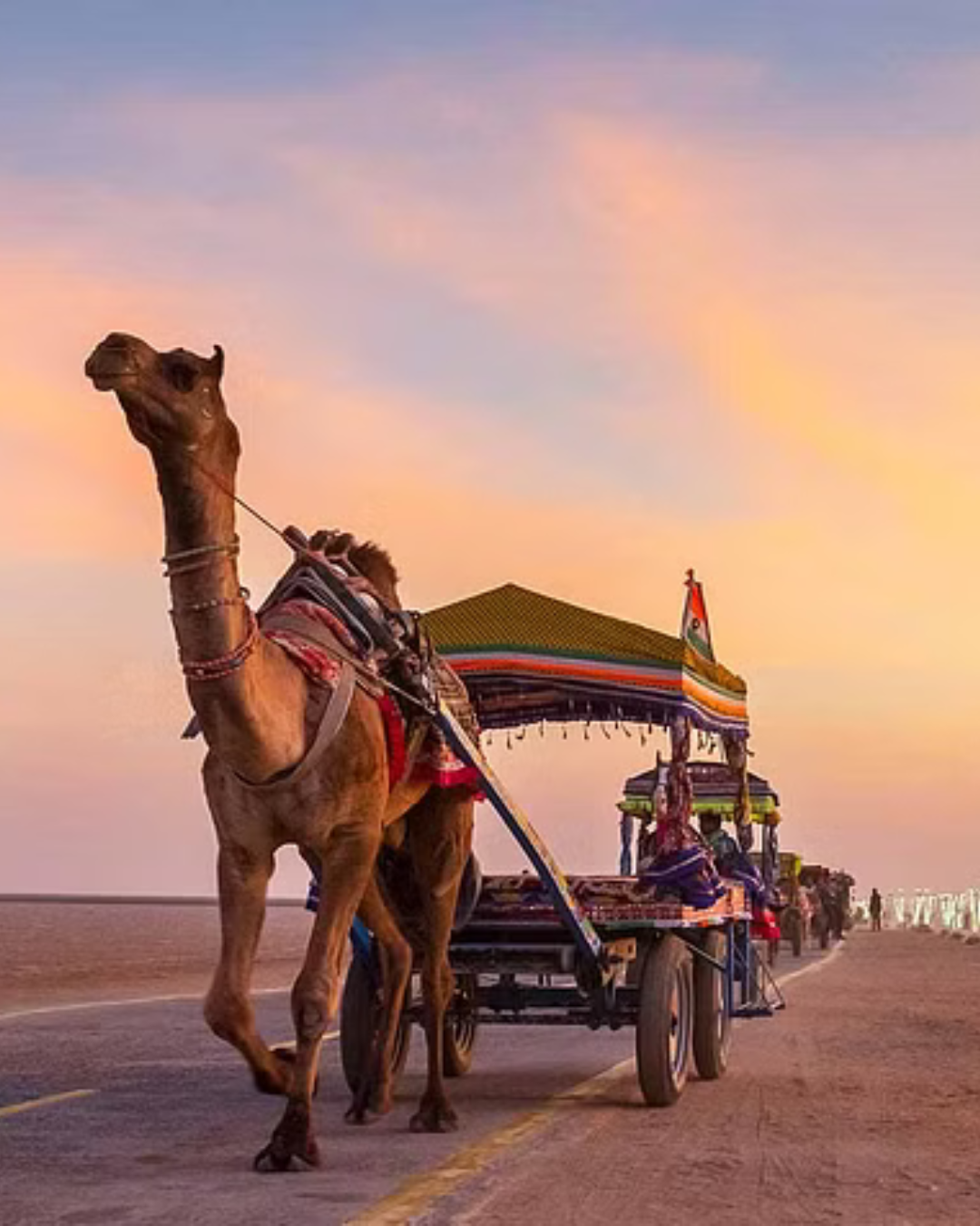 Camel safari in Kutch
