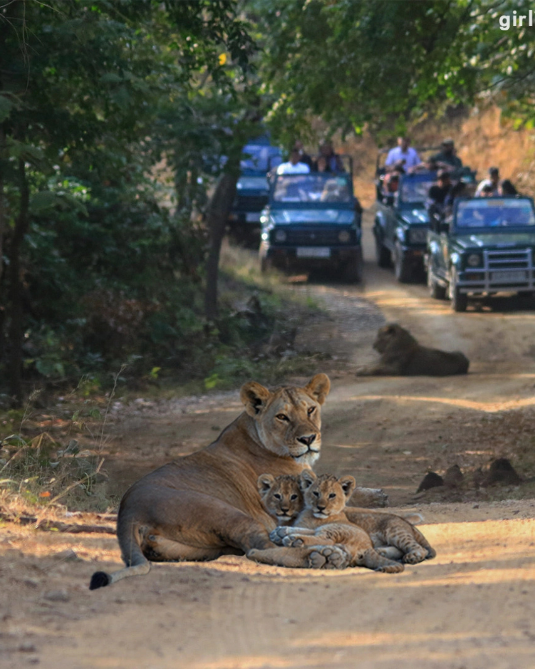Wildlife safari in Gir National Park