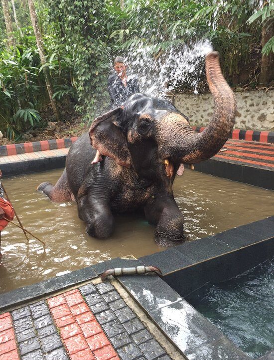 Elephant Bath